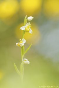 Ophrys apifera var. chloranta Bienen-Ragwurz