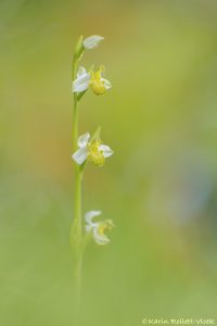 Ophrys apifera var. chloranta Bienen-Ragwurz