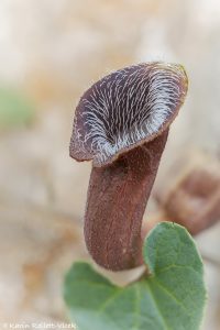 Aristolochia cretica