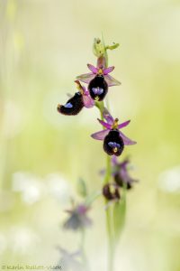 Ophrys bertolonii / Bertolonis Ragwurz