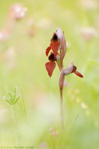 Serapias cordigera / Herzförmiger Zungenstendel