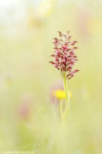 Anacamptis coriophora ssp. fragrans / Wohlriechendes Wanzen-Knabenkraut