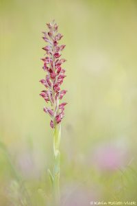 Anacamptis coriophora ssp. fragrans / Wohlriechendes Wanzen-Knabenkraut