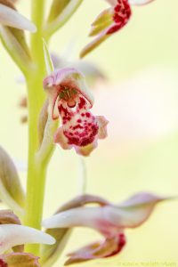 Anacamptis coriophora ssp. fragrans / Wohlriechendes Wanzen-Knabenkraut