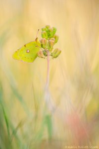 Colias croceus / Postillon, Wander-Gelbling