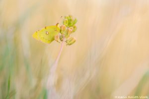 Colias croceus / Postillon, Wander-Gelbling