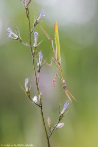 Empusa fasciata / Haubenfangschrecke