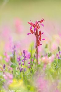 Anacamptis x gennarii(Anacamptis papilionacea x Anacamptis mori