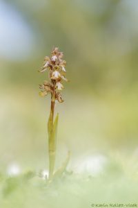 Himantoglossum robertianum