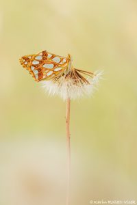 Issoria lathonia / Kleiner Perlmuttfalter