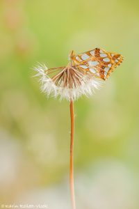 Issoria lathonia / Kleiner Perlmuttfalter