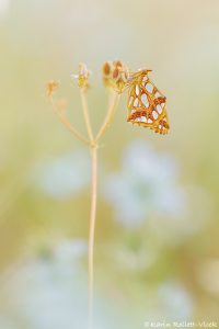 Issoria lathonia / Kleiner Perlmuttfalter