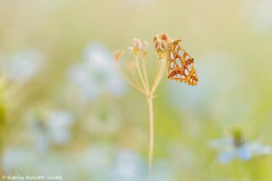 Issoria lathonia / Kleiner Perlmuttfalter