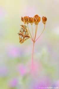 Issoria lathonia / Kleiner Perlmuttfalter