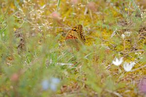 Argynnis pandora / Kardinal