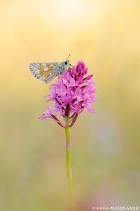 Pyrgus carthami / Steppenheiden-Würfel-Dickkopffalter