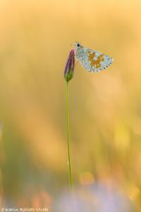 Pyrgus carthami / Steppenheiden-Würfel-Dickkopffalter