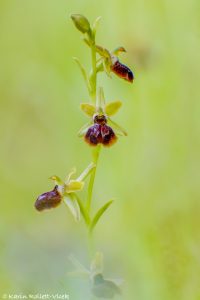 Ophrys illyrica