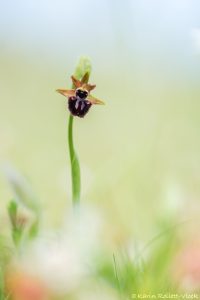 Ophrys incubacea / Schwarze Ragwurz