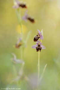 Ophrys istriensis