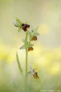 Ophrys istriensis