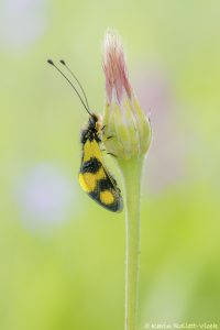 Libelloides macaronius / Östliche Schmetterlingshaft