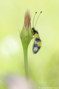 Libelloides macaronius / Östliche Schmetterlingshaft