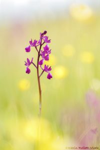 Anacamptis laxiflora / Lockerblütiges Knabenkraut