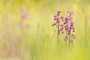 Anacamptis laxiflora / Lockerblütiges Knabenkraut