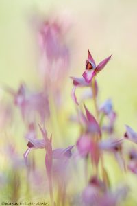 Serapias lingua / Einschwieliger Zungenstendel