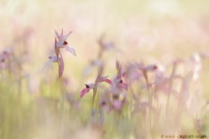 Serapias lingua / Einschwieliger Zungenstendel