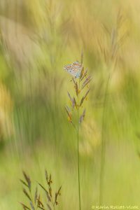 Lysandra bellargus / Himmelblauer Bläuling