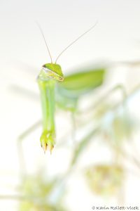Mantis religiosa / Europäische Gottesanbeteri