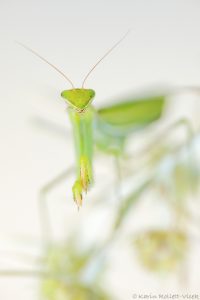 Mantis religiosa / Europäische Gottesanbeteri
