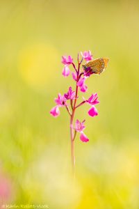 Euphydryas aurinia / Goldener Scheckenfalter