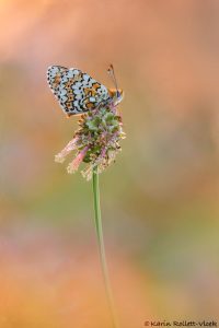 Melitaea cinxia / Wegerich-ScheckenfalterIstrien 2025
