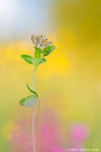 Melitaea cinxia / Wegerich-Scheckenfalter