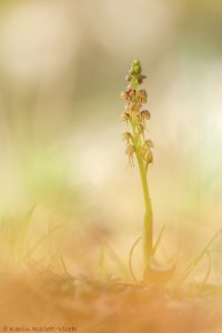 Orchis anthropophora