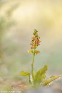 Orchis anthropophora