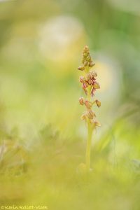 Orchis anthropophora