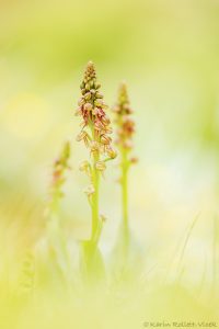 Orchis anthropophora