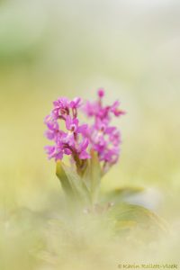 Orchis pauciflora x Orchis quadripunctata