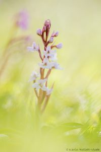 Orchis quadripunctata