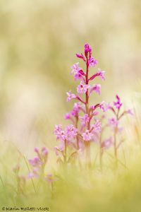 Orchis quadripunctata