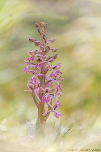 Orchis sitiaca