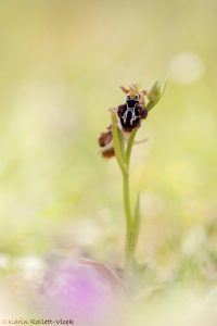Ophrys ariadnae