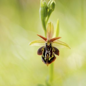 Ophrys ariadnae