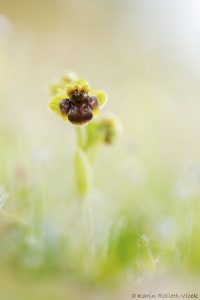 Ophrys bombyliflora