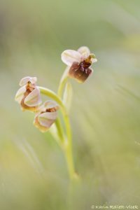 O. bombyliflora x villosa