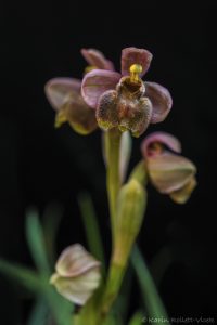 O. bombyliflora x villosa